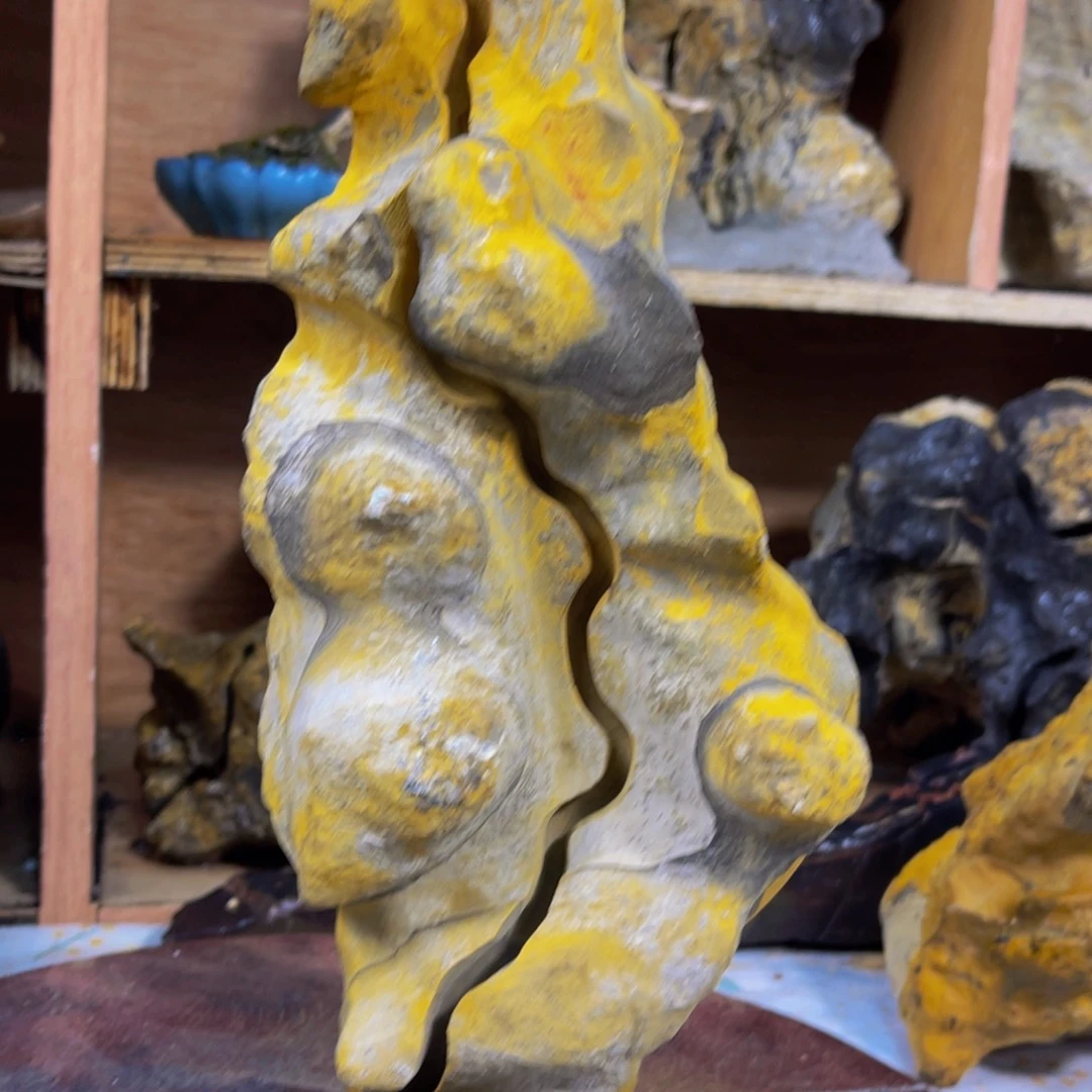 花***开附石盆景一物一拍