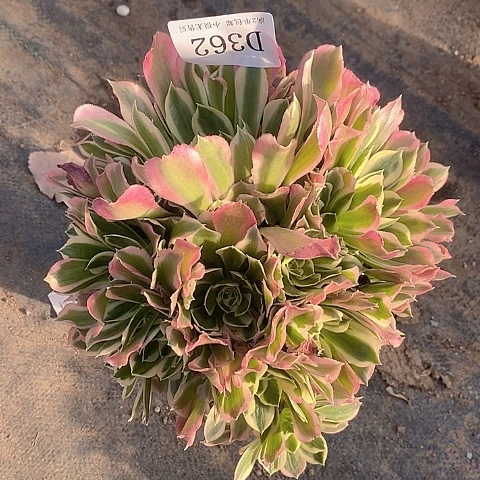 362粉钻多肉有断枝