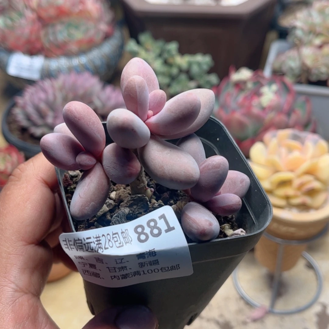 【闪购商品】881糖果美人