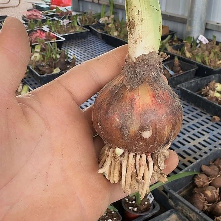 孤宝仙子朱顶红一棵5.8
