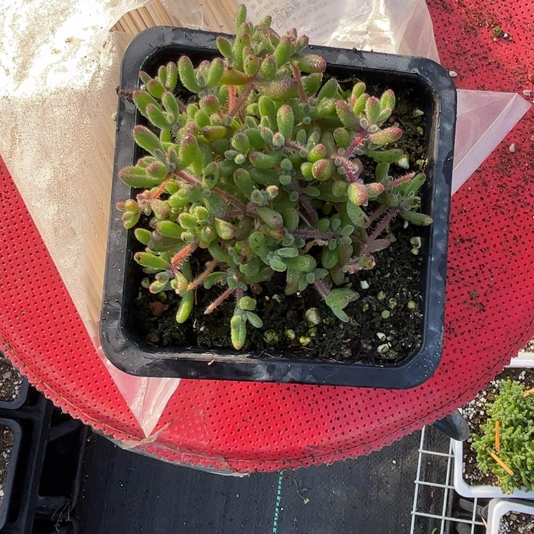 暖***o红宝石优选枝干番杏