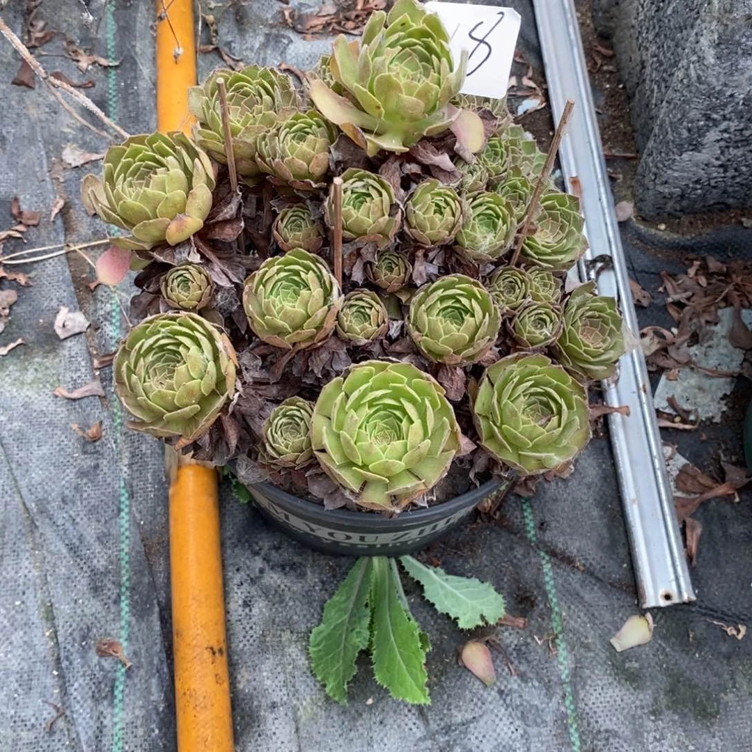 伊**?多肉植物组合拼盘18