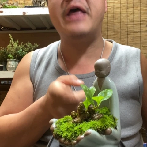 红陶一物一拍所见即所得148