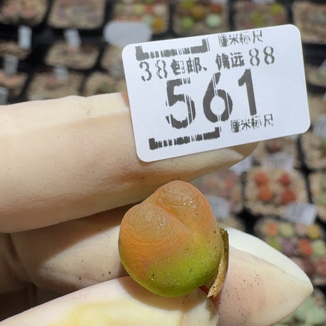 zzzzz生石花肉锥561