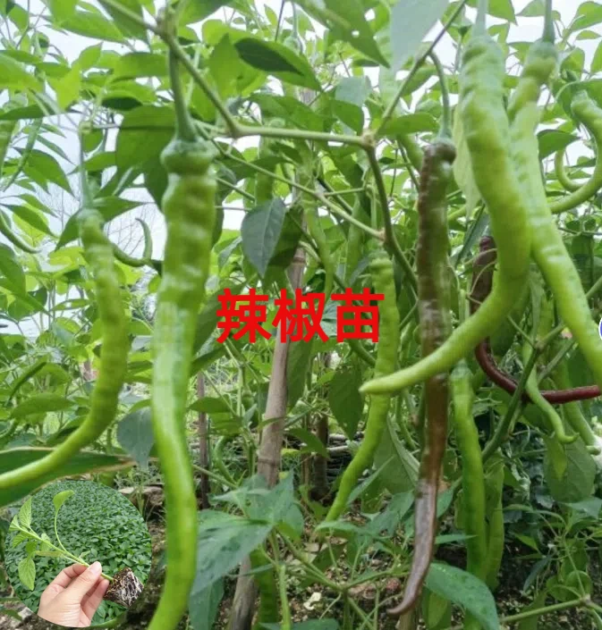 辣椒秧苗螺丝椒薄皮椒青线椒甜苗盆栽春季阳台种植