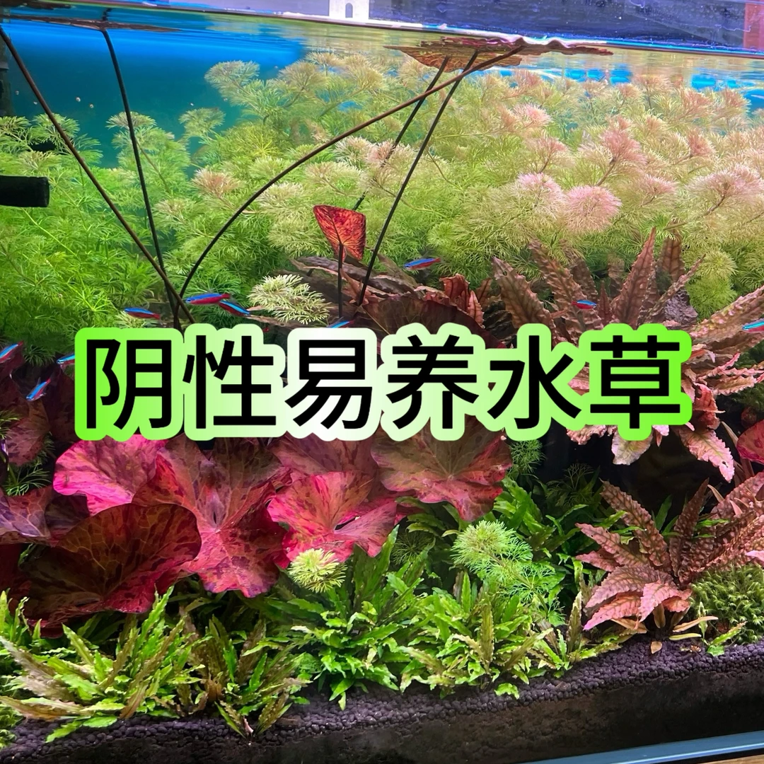 【阴性好养坨草】适合新手无需二氧灯照水草植物鱼缸造景淡水阴性