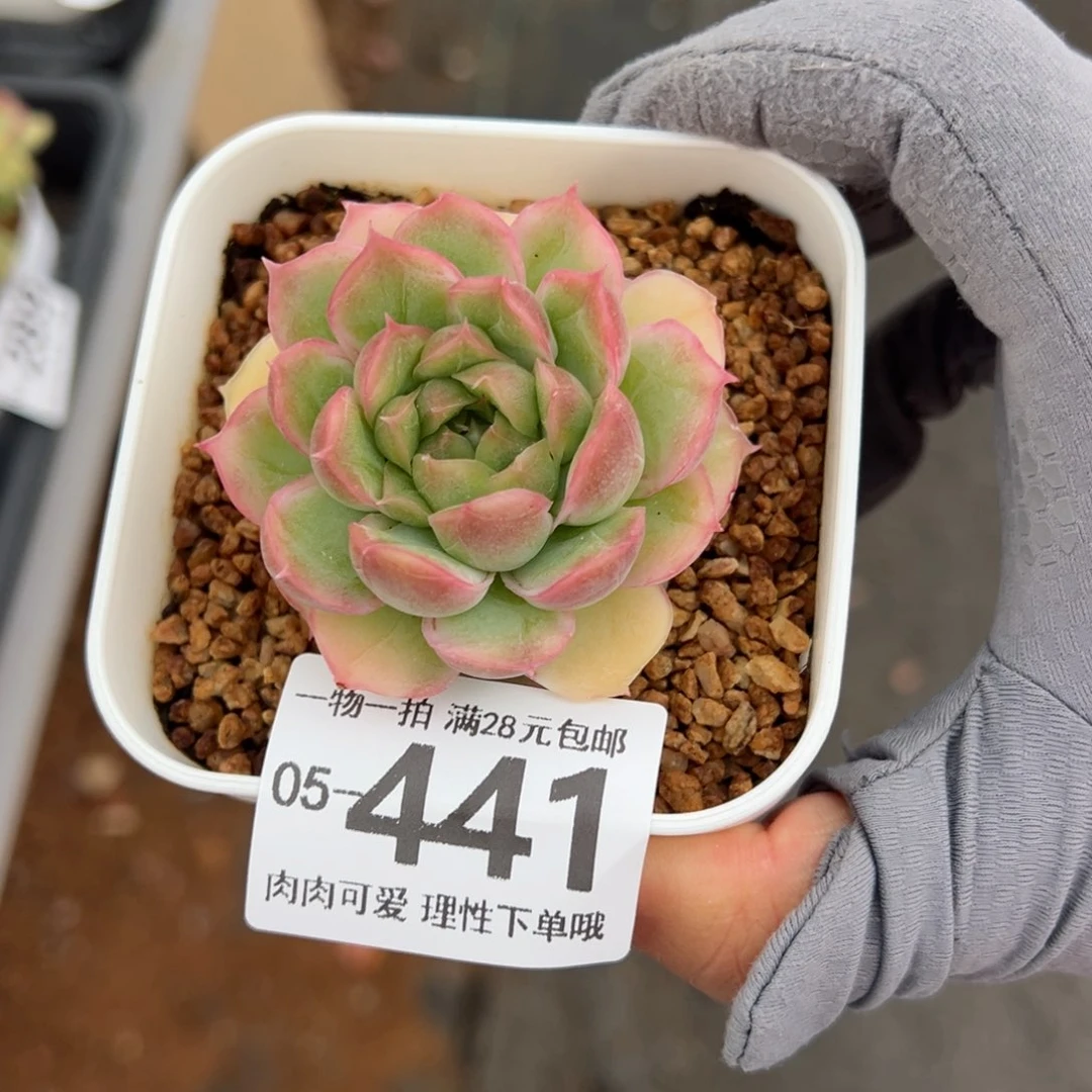 水晶虾饺多肉多肉，