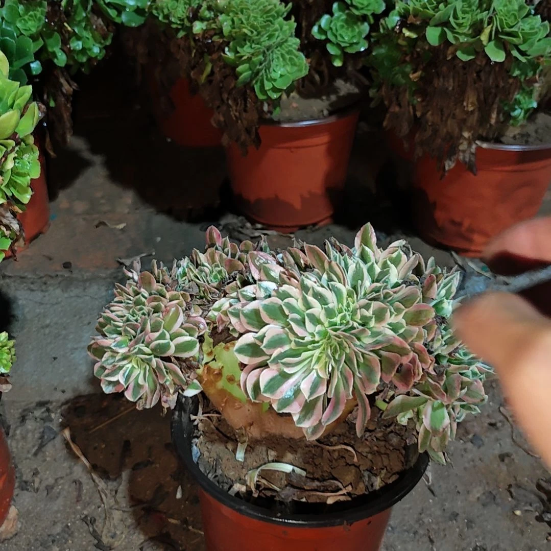 女巫缀化一物一拍