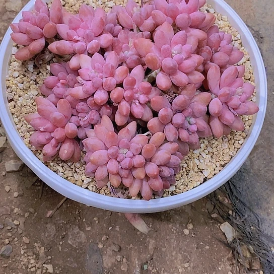 飘樱桃美人多肉植物