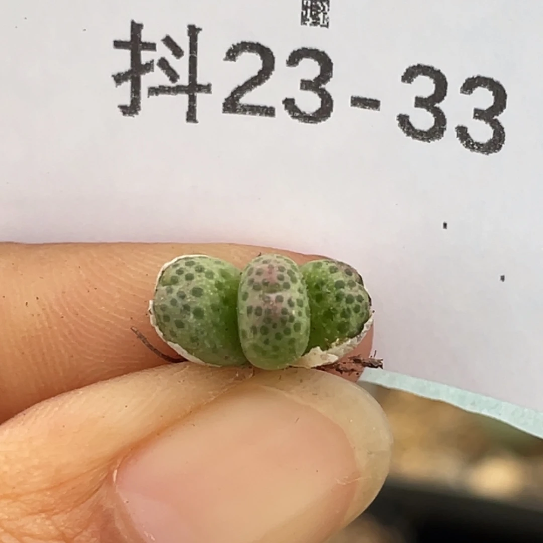 23-33草莓斑马肉锥