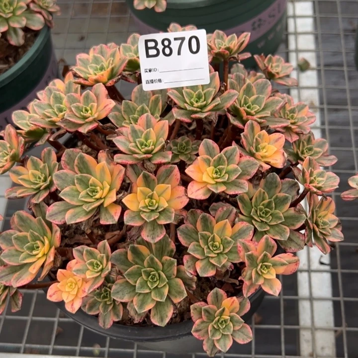 870甜茶20厘米左右
