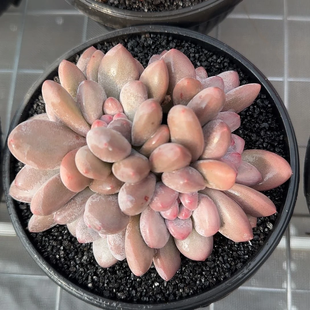 从前慢花园精选0122-新香水