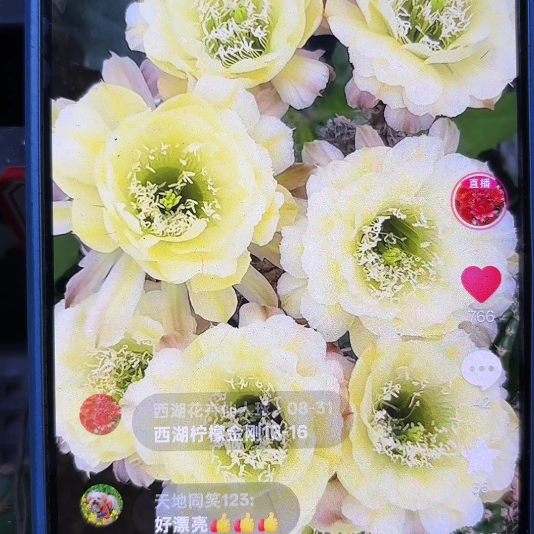 16-16无根侧牙四左右42
