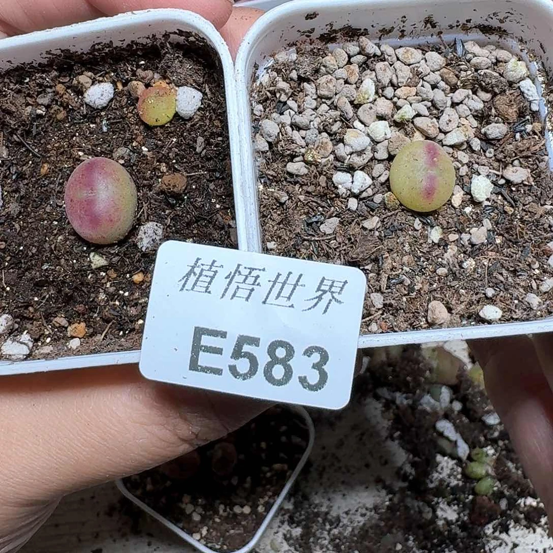 ?****?583号多肉植物哇c