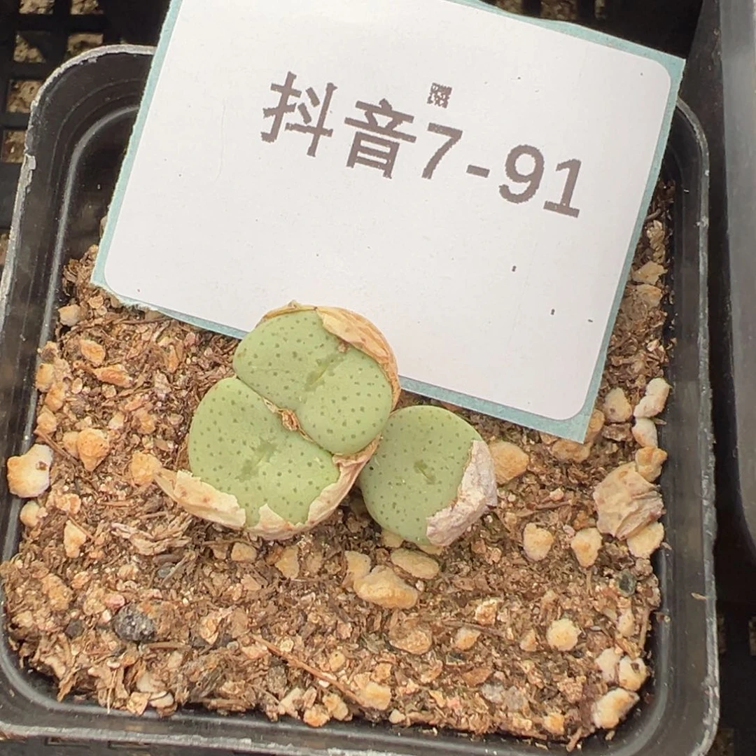 7-91肉锥多肉植物，
