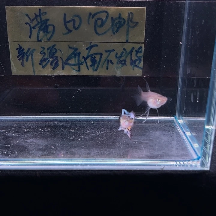 孔雀鱼豹纹大C孔雀