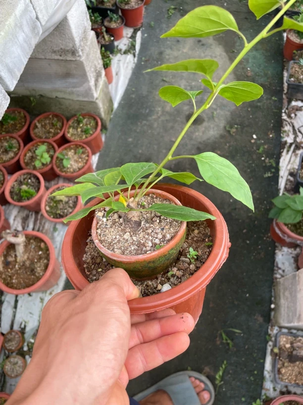 绿植盆栽小品小苗