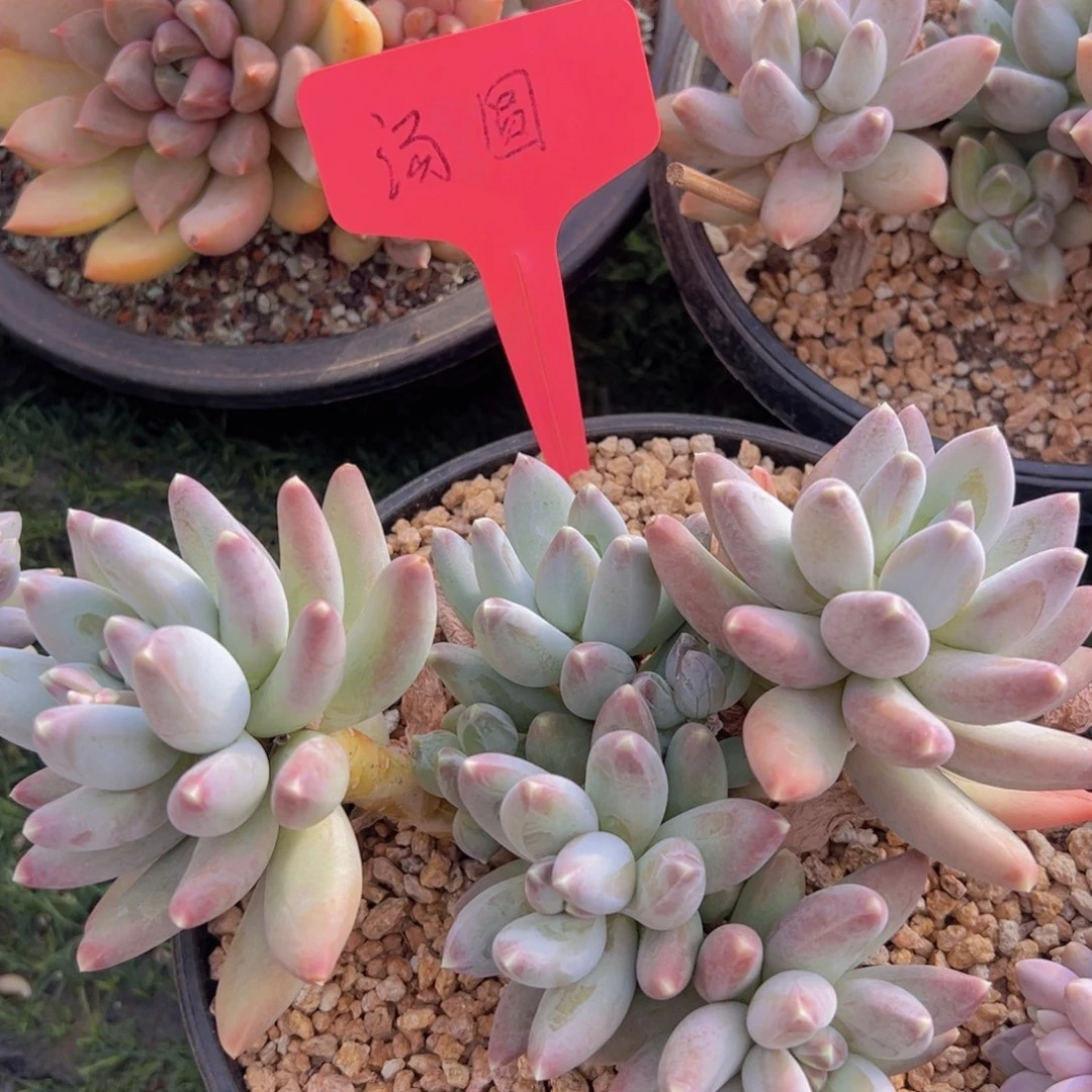 香玉的故事是一个人的