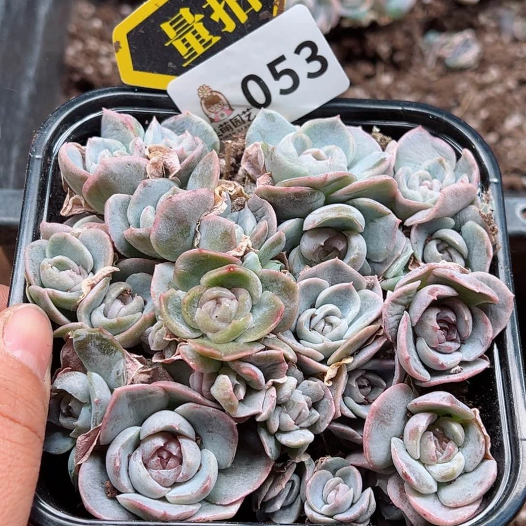 多肉植物多肉植物