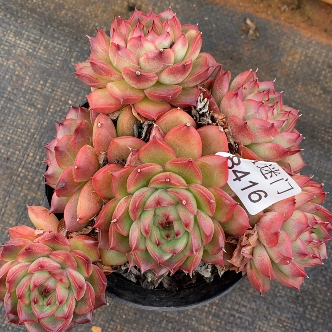 A***光不包整散掉头8416~15厘米