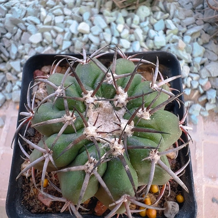 圆盘玉。   实生。