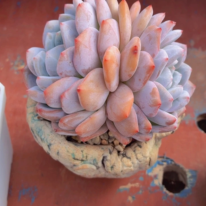 ****、多肉乐园专拍韩橙