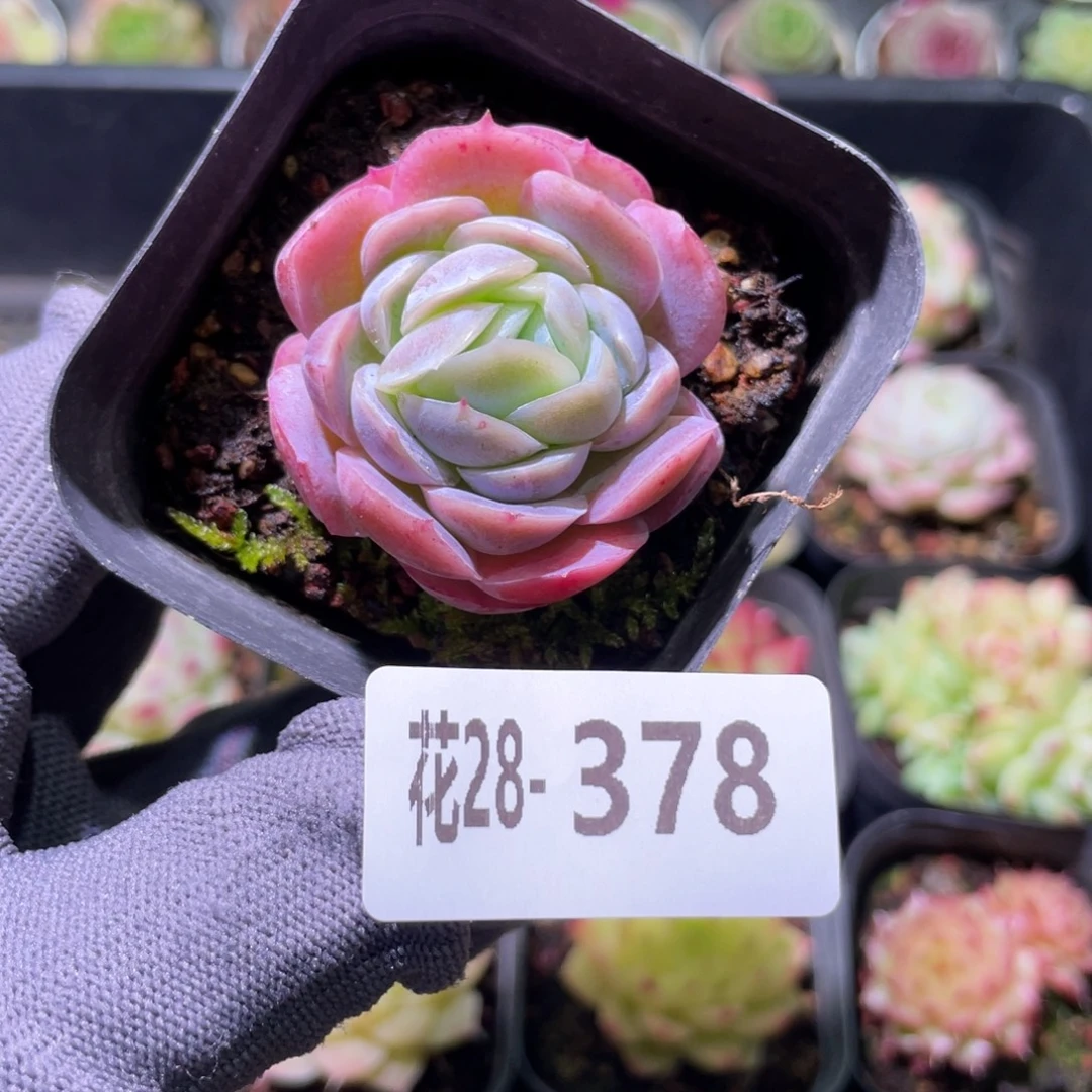 花利美28-378西娜