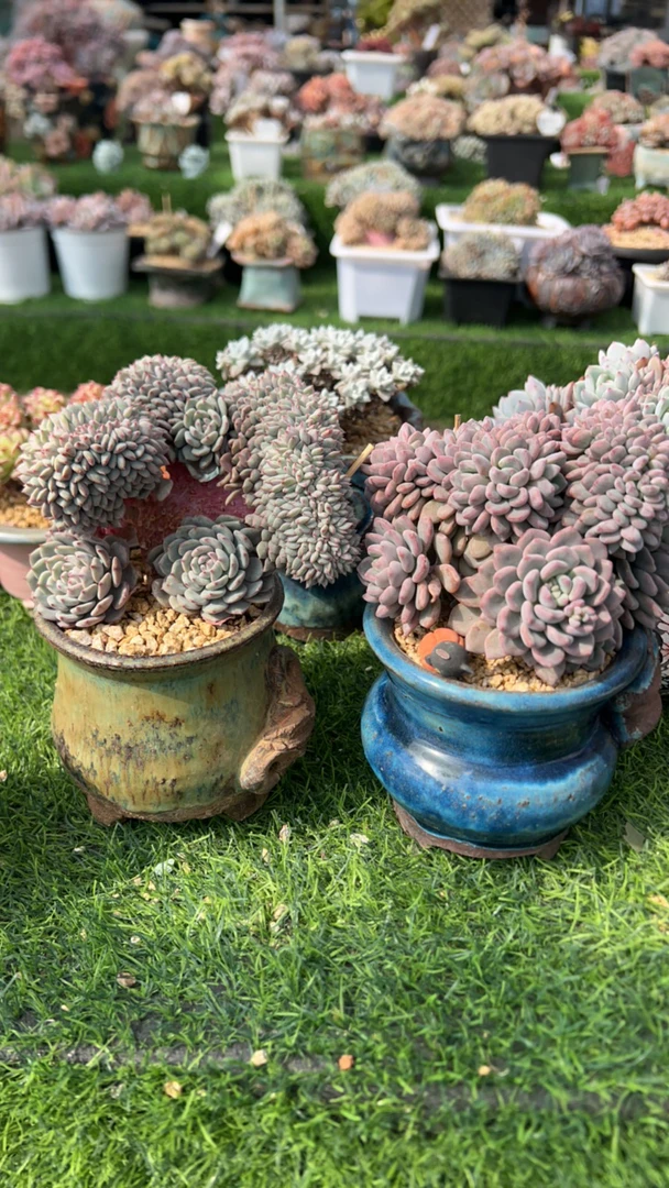 爱华姐姐两颗多肉植物