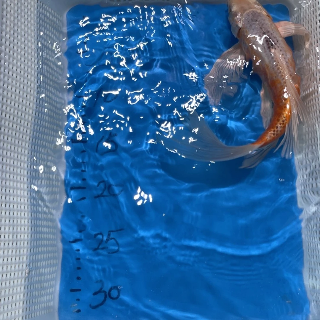 锦鲤锦鲤包邮包售后