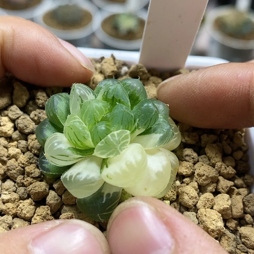 【闪购商品】空*264天线宝宝