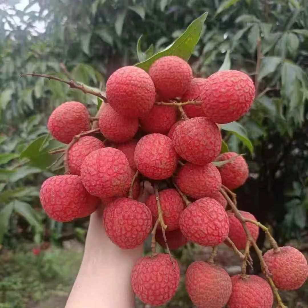 荔枝新鲜摘新鲜发白糖罂荔枝广东茂名老树荔枝整箱包邮