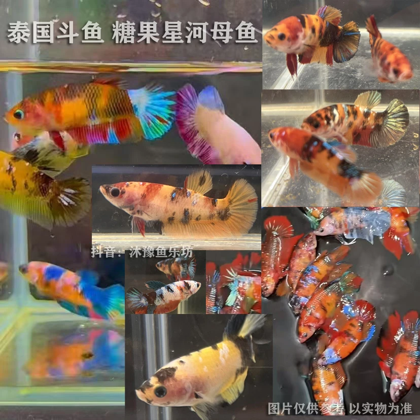 泰国斗鱼暴卵糖果将军母可混养无需打氧过滤淡水热带小型观赏鱼