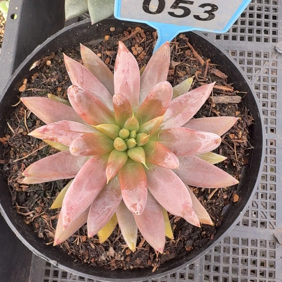 多肉植物大魔王053