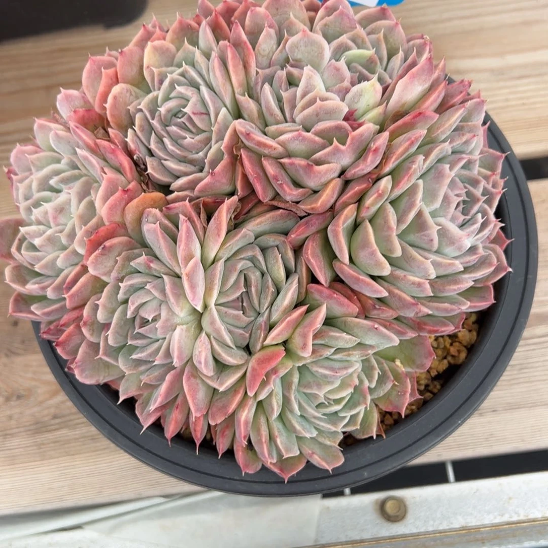 陌**开1210肉多哦多哦多哦