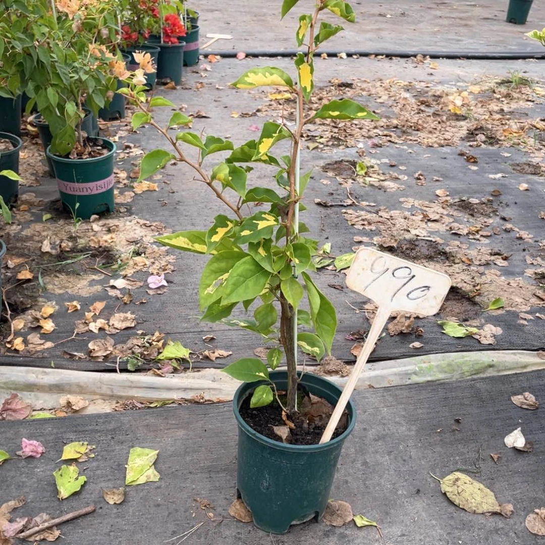 陈***装大量花朵（建议范围：8朵-15朵 或40%以上）金心双色990