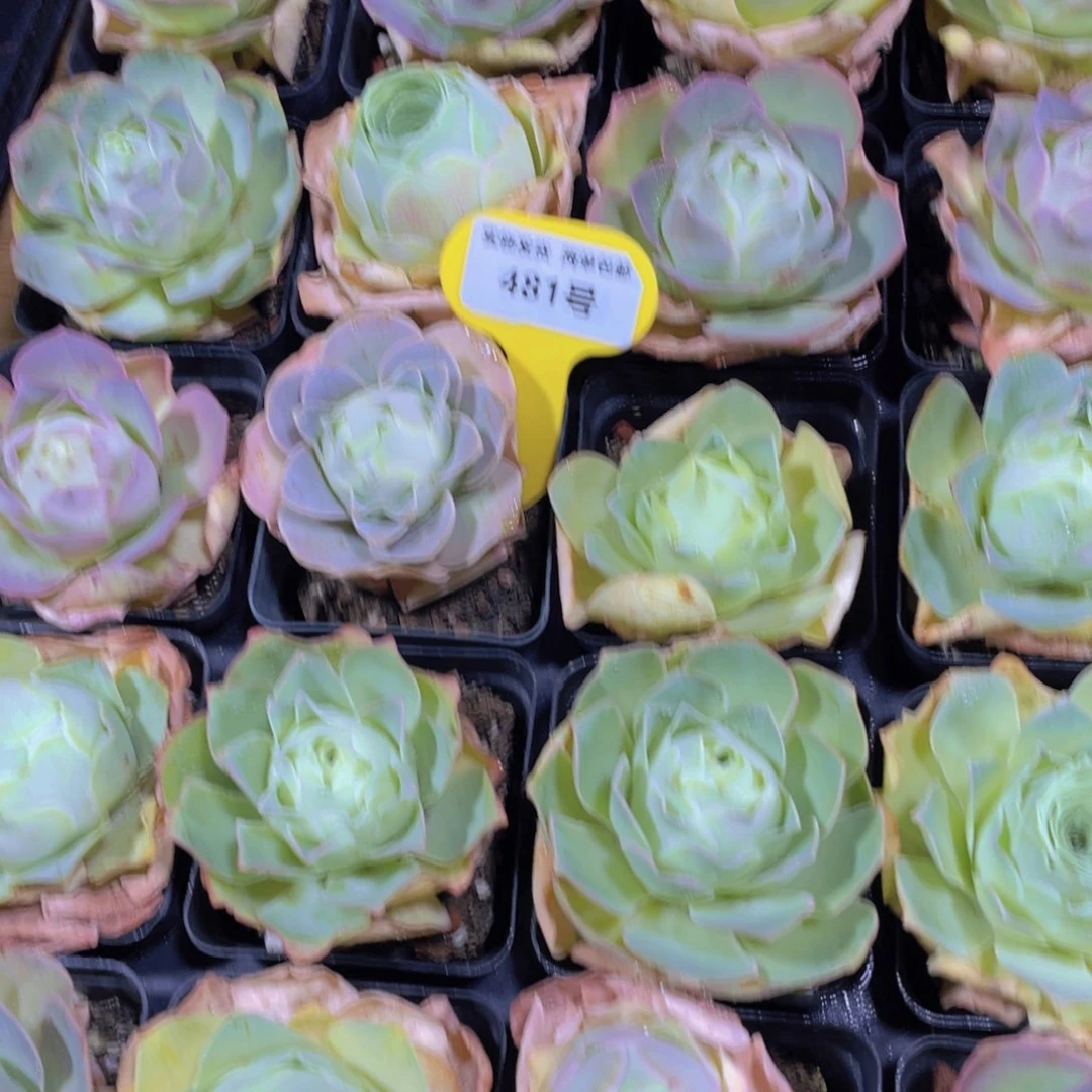 481号 精品山地玫瑰单头一个