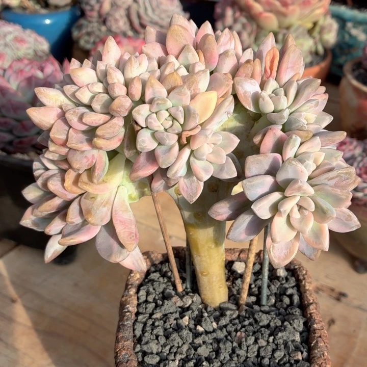 多肉植物 淡雪锦缀-4