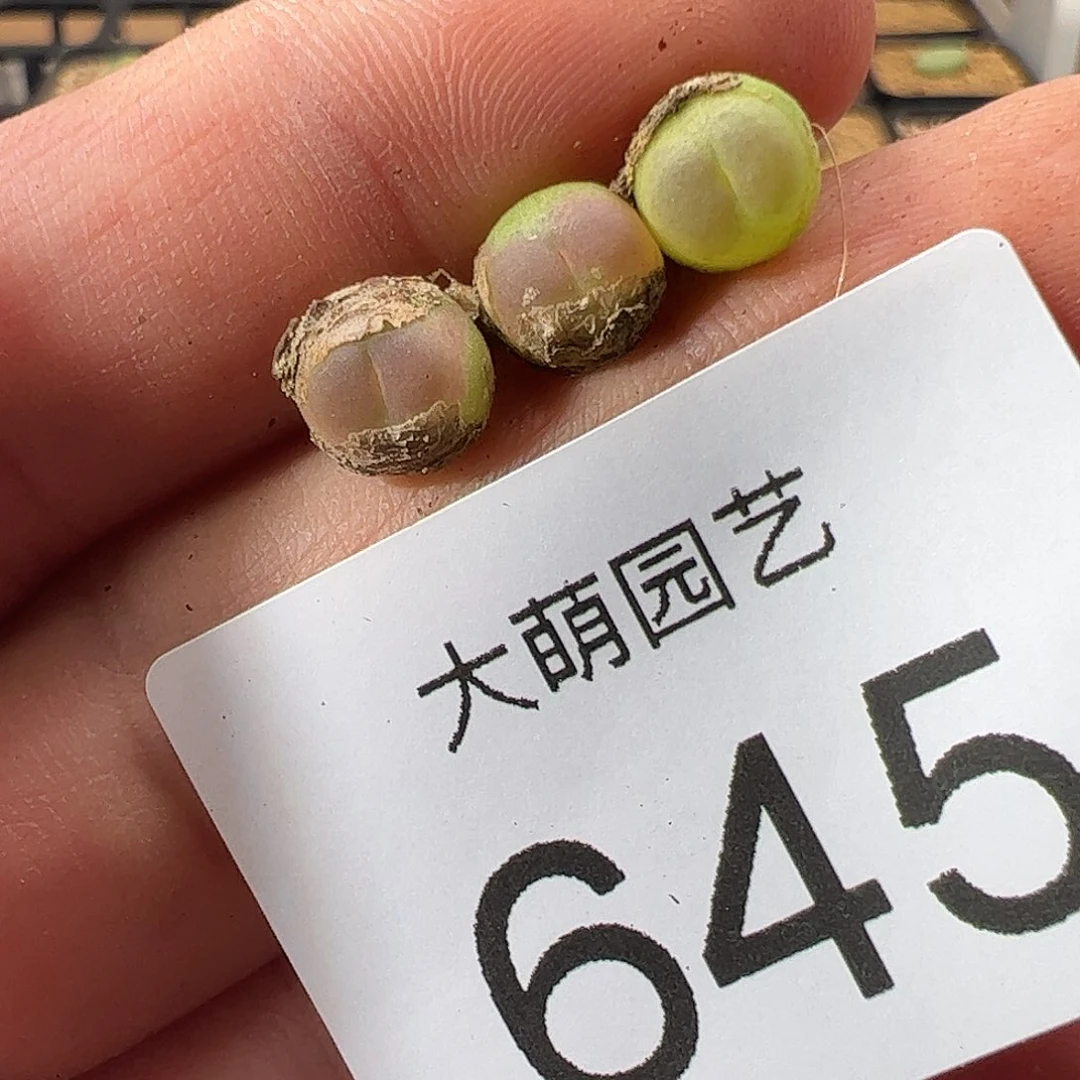 0000一物一拍……645