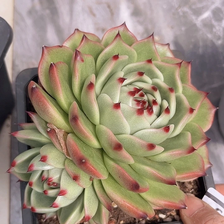 超级蓝龙2543多肉植物