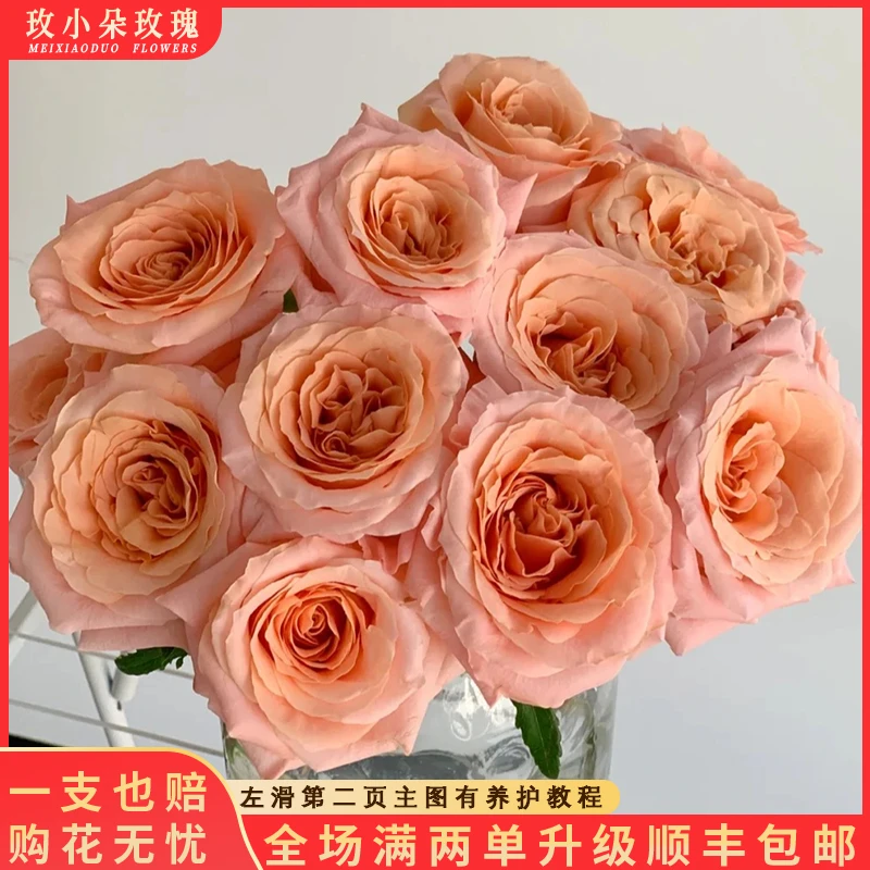 【北方玫小朵玫瑰&微光】花期持久 产地直发 两单顺丰