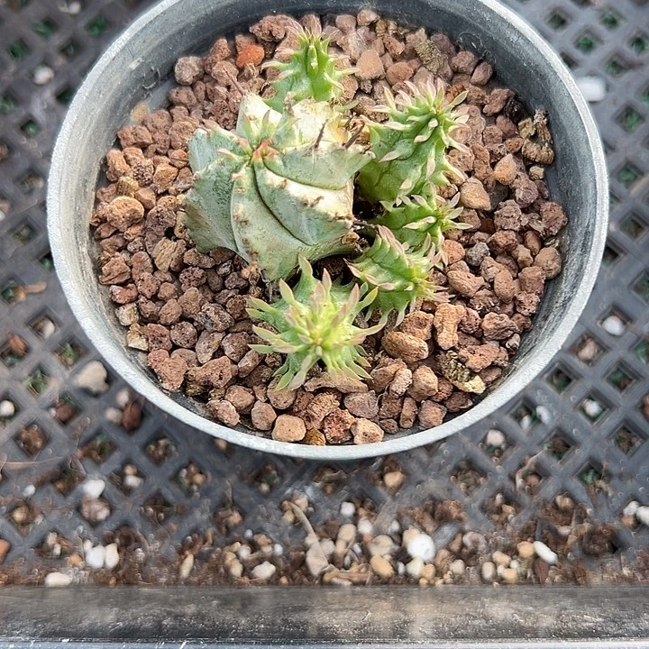 特，魁伟玉，带侧芽