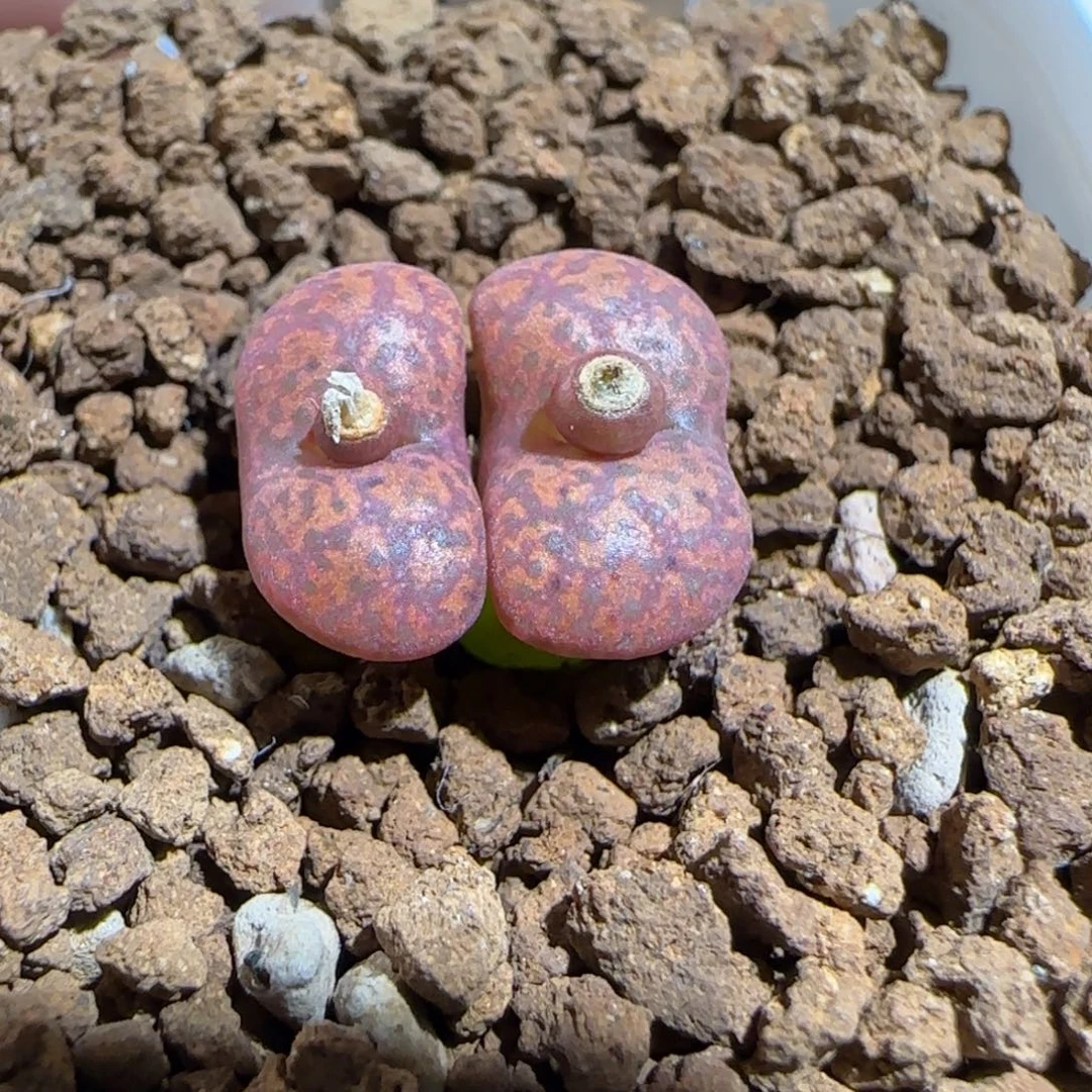 肉锥多肉植物组合-6km绒面红勋章1119