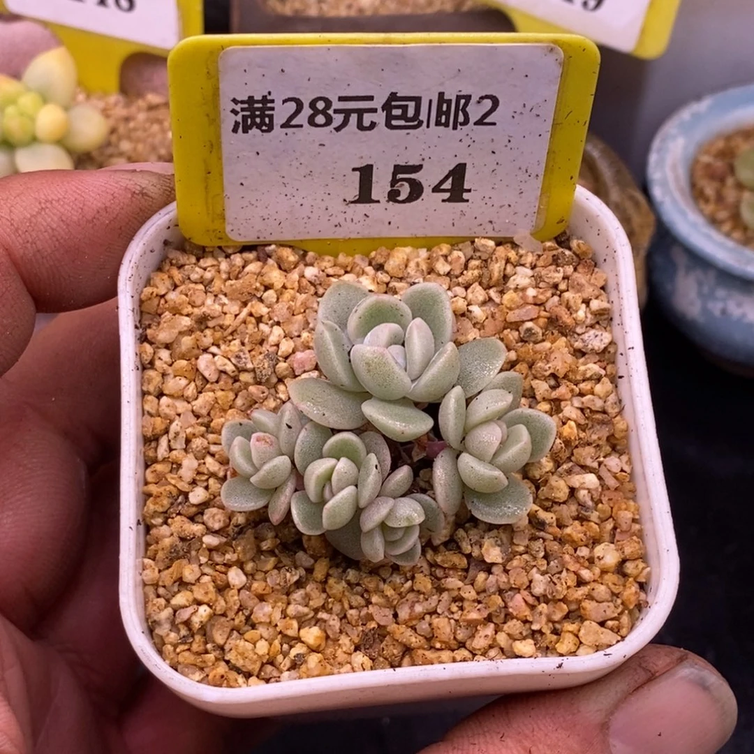 2154冰玉5头多肉……