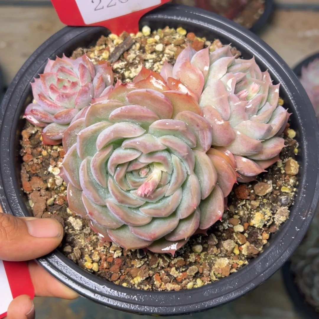 岚***13265多肉多多多多多多