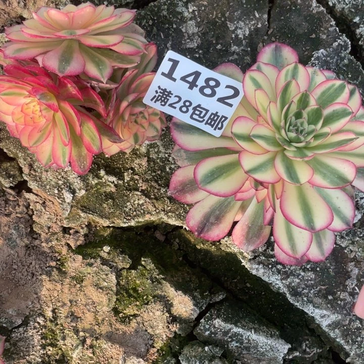 1482倾城两个母本二号棚