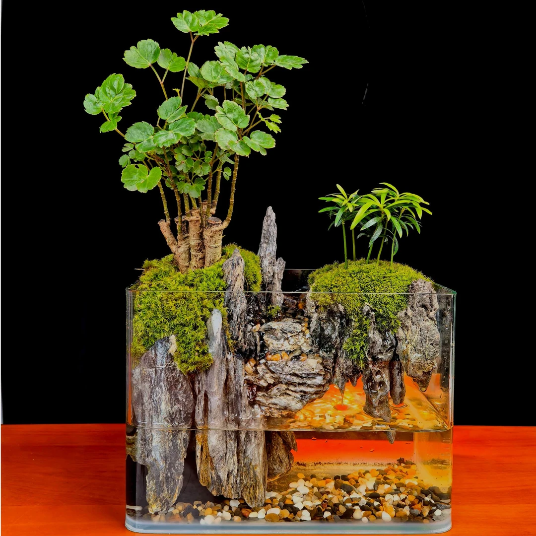 {旧}福禄桐方流水景观绿植造景创意景观组合鱼缸可养鱼