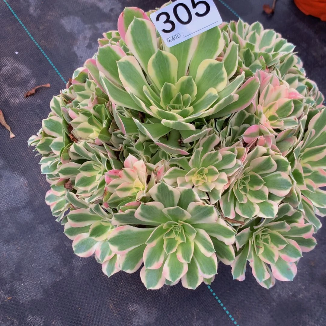 张***柔法师多肉植物305夜罗莎