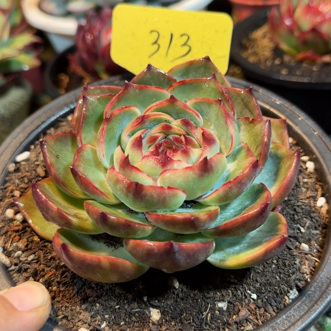 惊鸿一物一拍包装收缩花旱313