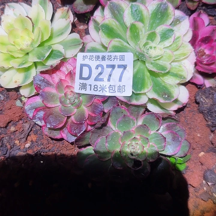 多肉法师淘宝福利