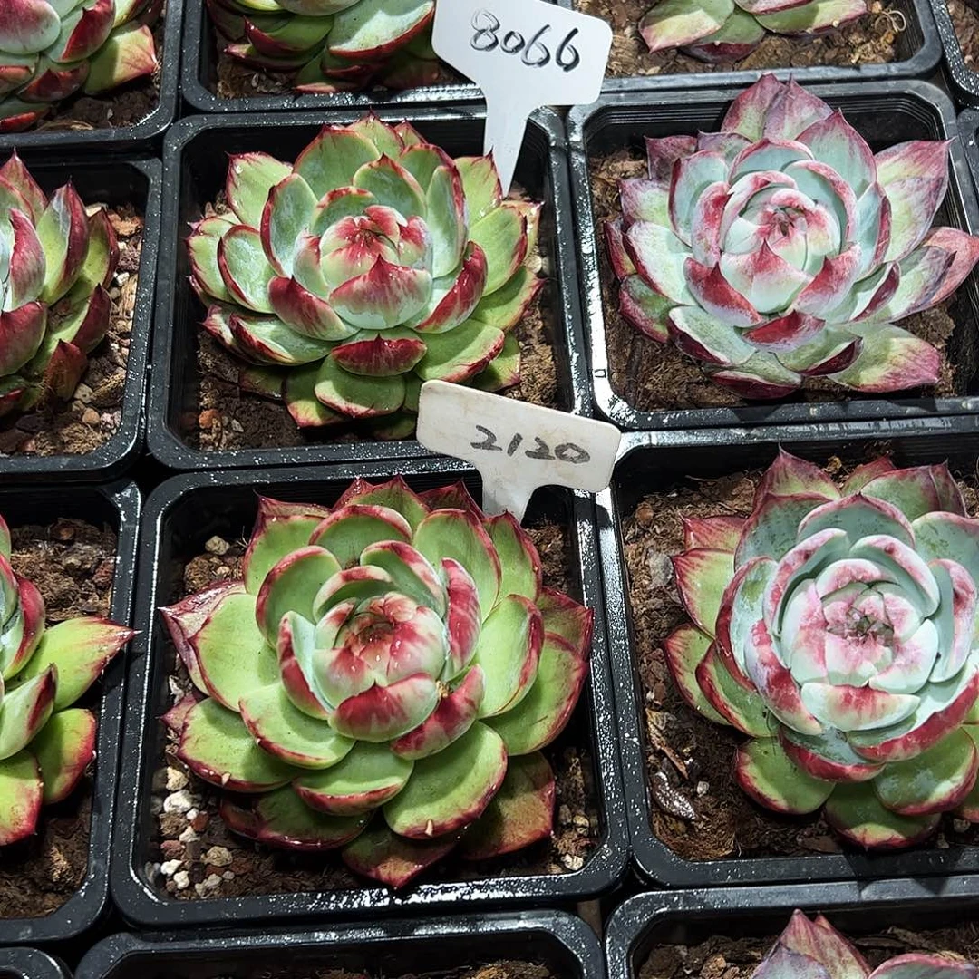 惊鸿仙子8066.2120号